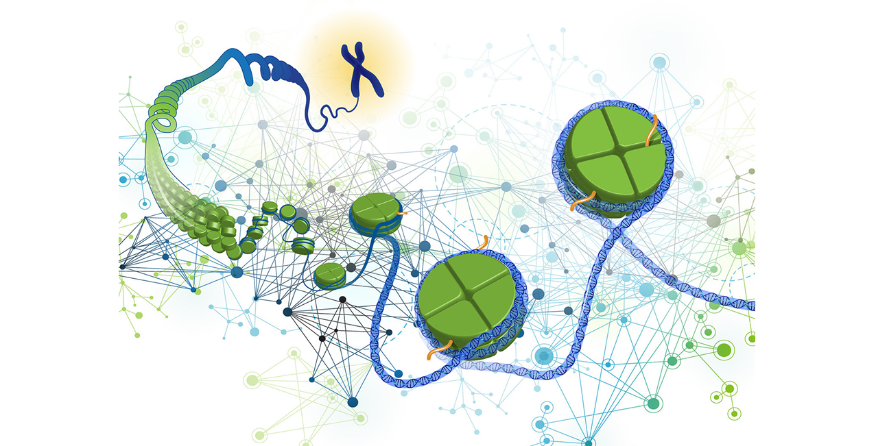 Scientists answer a 20-year-old question in epigenetics