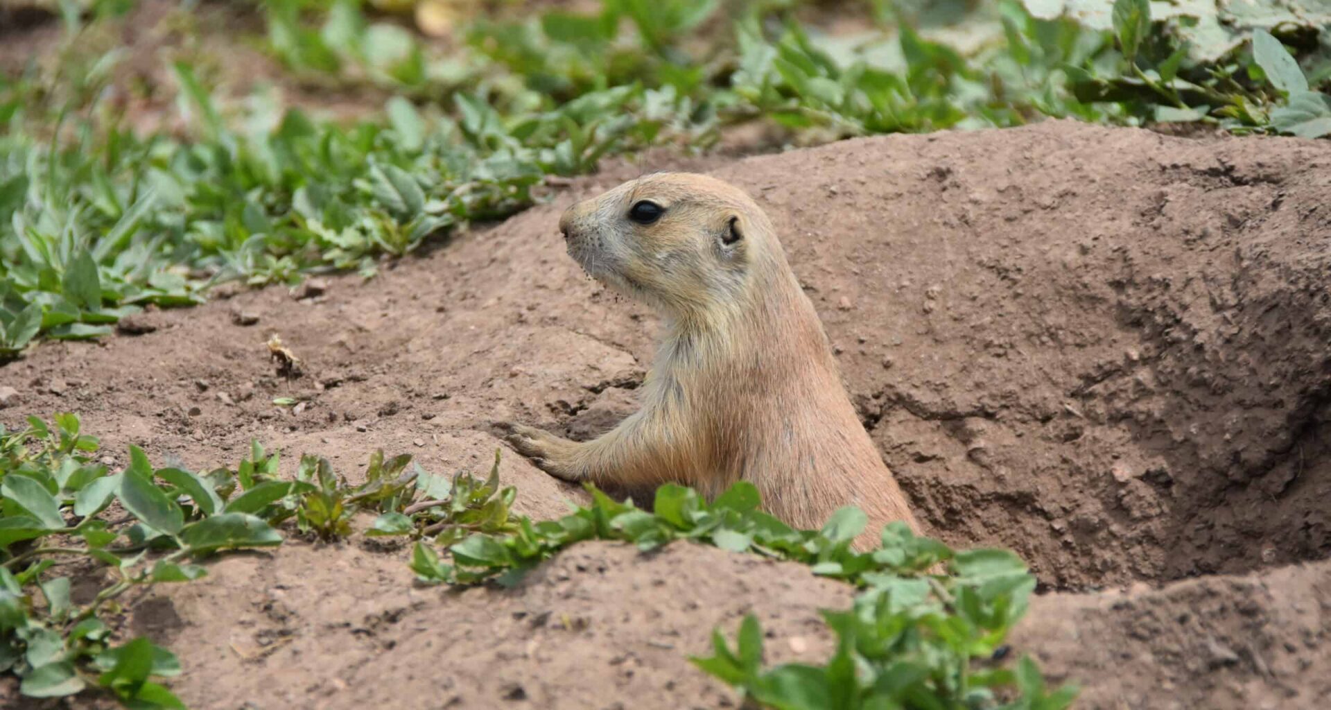Prairie dogs have plague-resistant genes