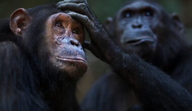 The social lives of 37 female chimpanzees were studied to see if sisterhood exists in the animal world – with amazing results