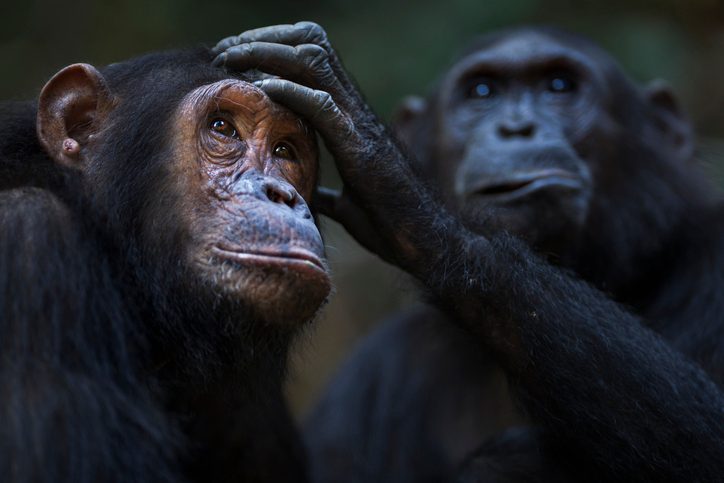 The social lives of 37 female chimpanzees were studied to see if sisterhood exists in the animal world – with amazing results