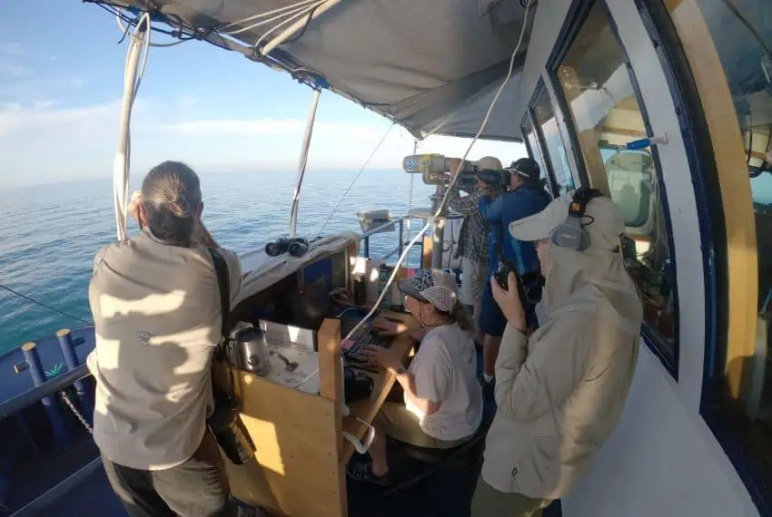Marine researchers on a ship looking through telescopes for vaquita porpoises