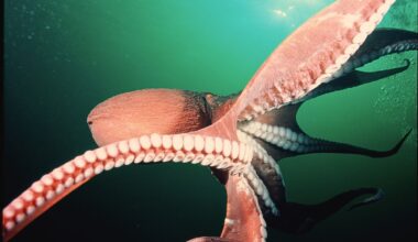 This ocean goliath has 9 brains, hunts sharks at night and can grow as long as a school bus