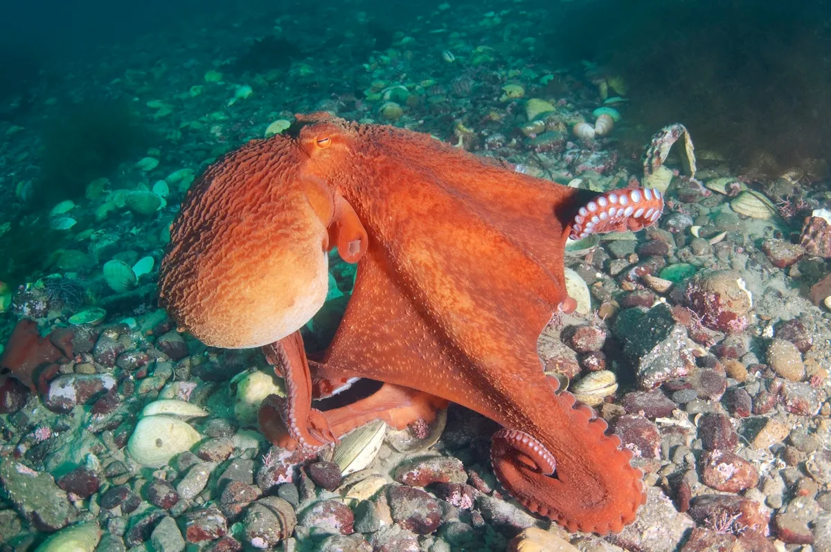 Giant Pacific octopus (Enteroctopus dofleini)