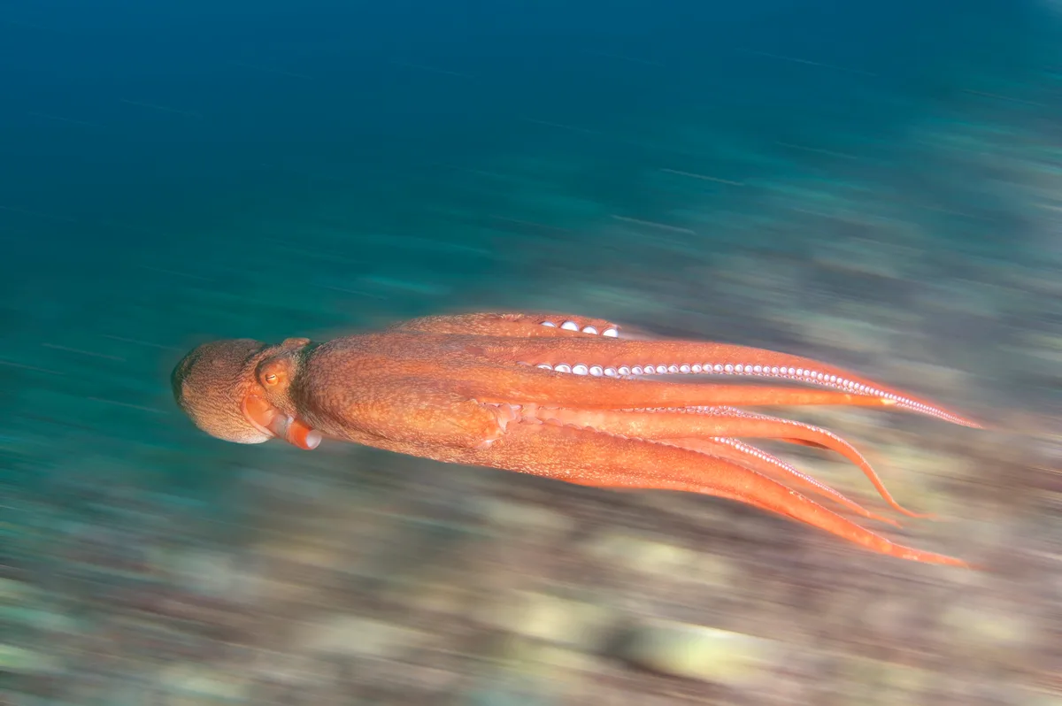 Giant Pacific octopus swimming