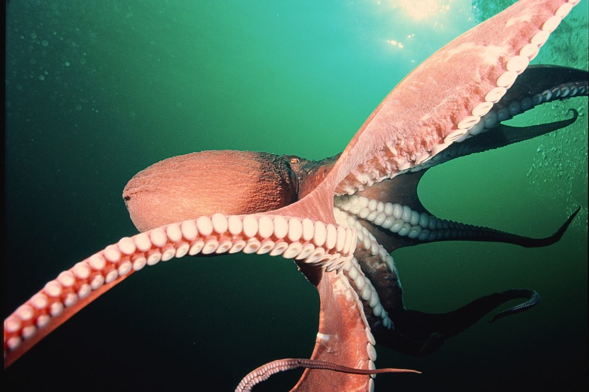 This ocean goliath has 9 brains, hunts sharks at night and can grow as long as a school bus