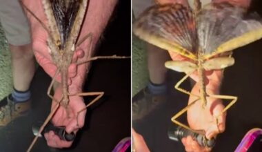 A Spectacular Giant Stick Insect Discovered in the Rainforests of North Queensland, Australia