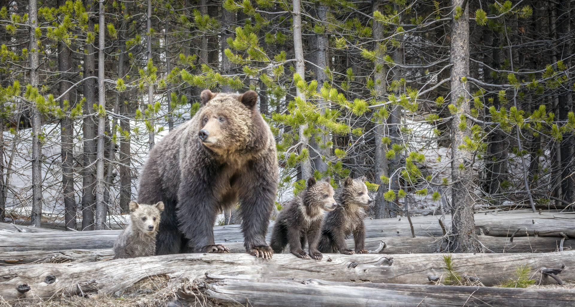 Cowboy State Daily logo