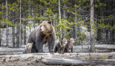Cowboy State Daily logo