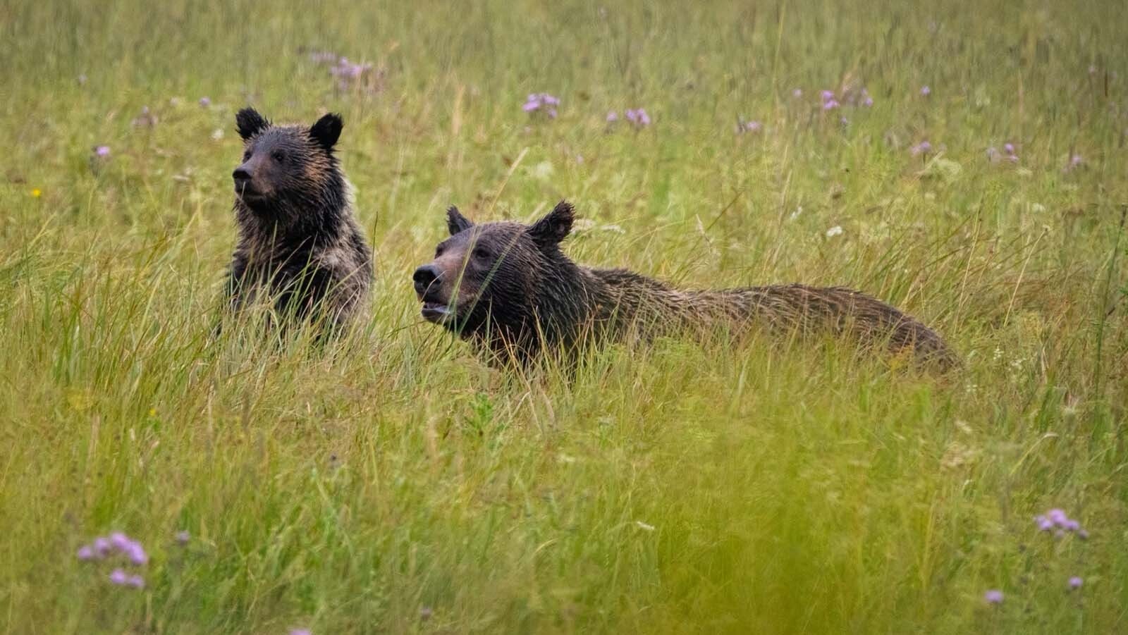 Wyoming’s beloved Grizzly 399, her cub of the year, Spirit in August 2023.