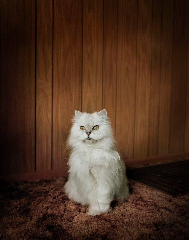 A fluffy white Persian cat with bright yellow eyes sits on a brown carpet in front of a wooden-paneled wall, gazing directly at the camera.