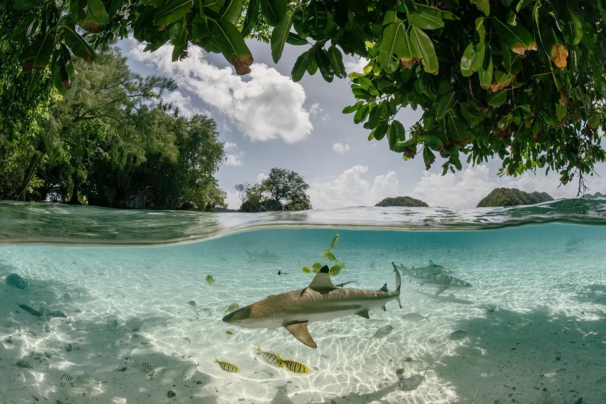 Split level view showing Juvenile blacktip reef sharks cruising in the mangrove shallows.