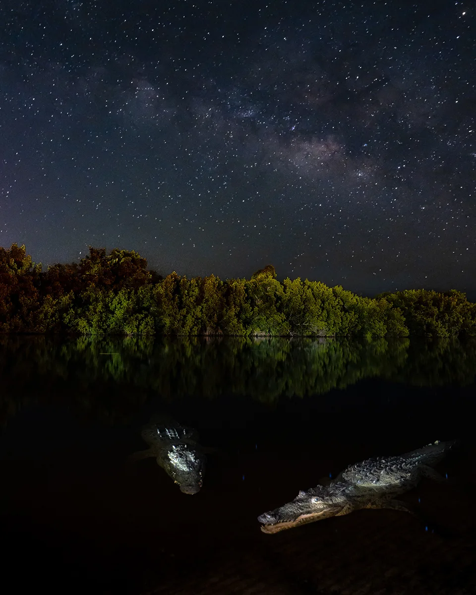 A pair of American Crocodiles sit before The Milky Way Galaxy in a mangrove forest in the Florida Everglades.