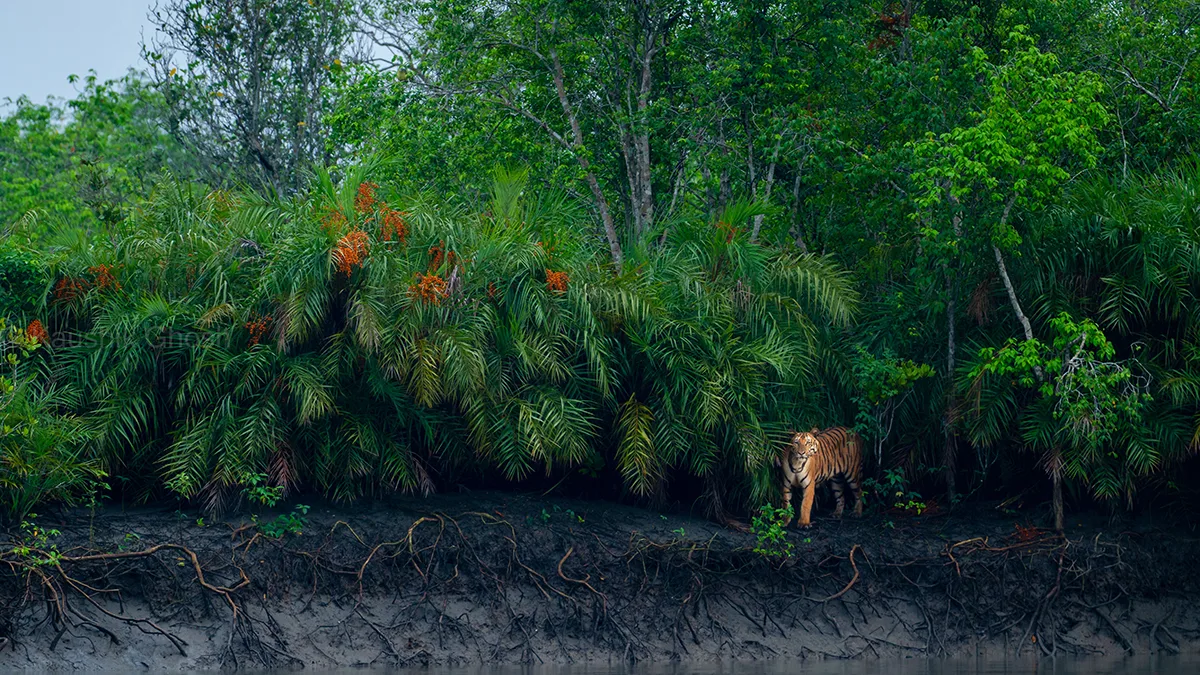Tiger emerging beneath the Hental tree.
