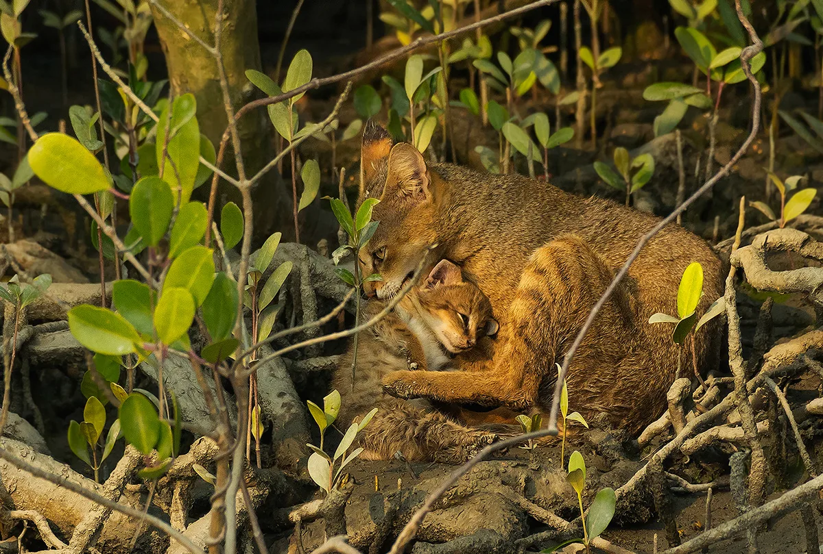 Jungle cat curled up with and cleaning her cub in the mangroves.
