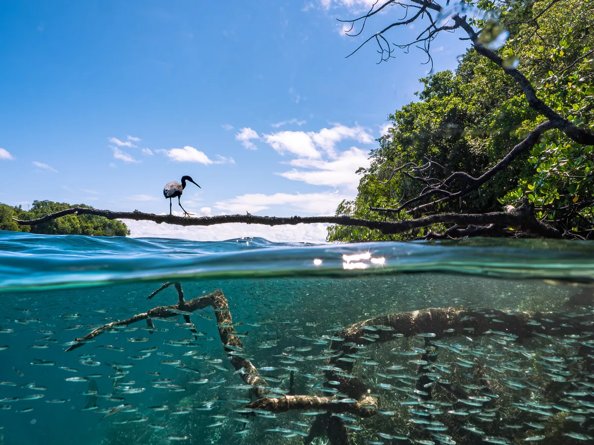 Split level water view showing A Pacific Reef Heron on a mangrove branch above, hunting a school of fish below.