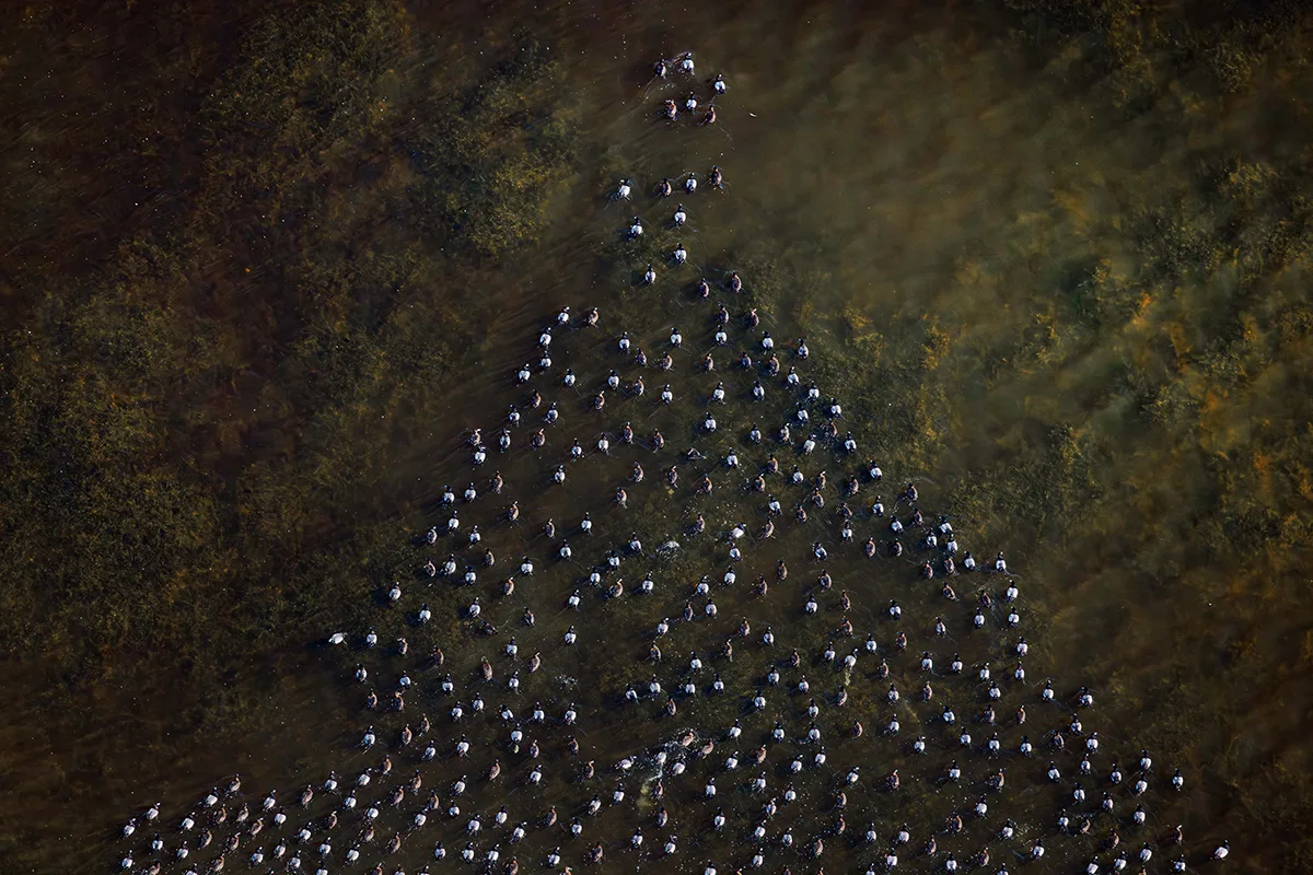 a massive flock of diving ducks apexing momentarily into an odd pyramidal shape in one of the mangrove-lined coastal lakes of Everglades National Park.
