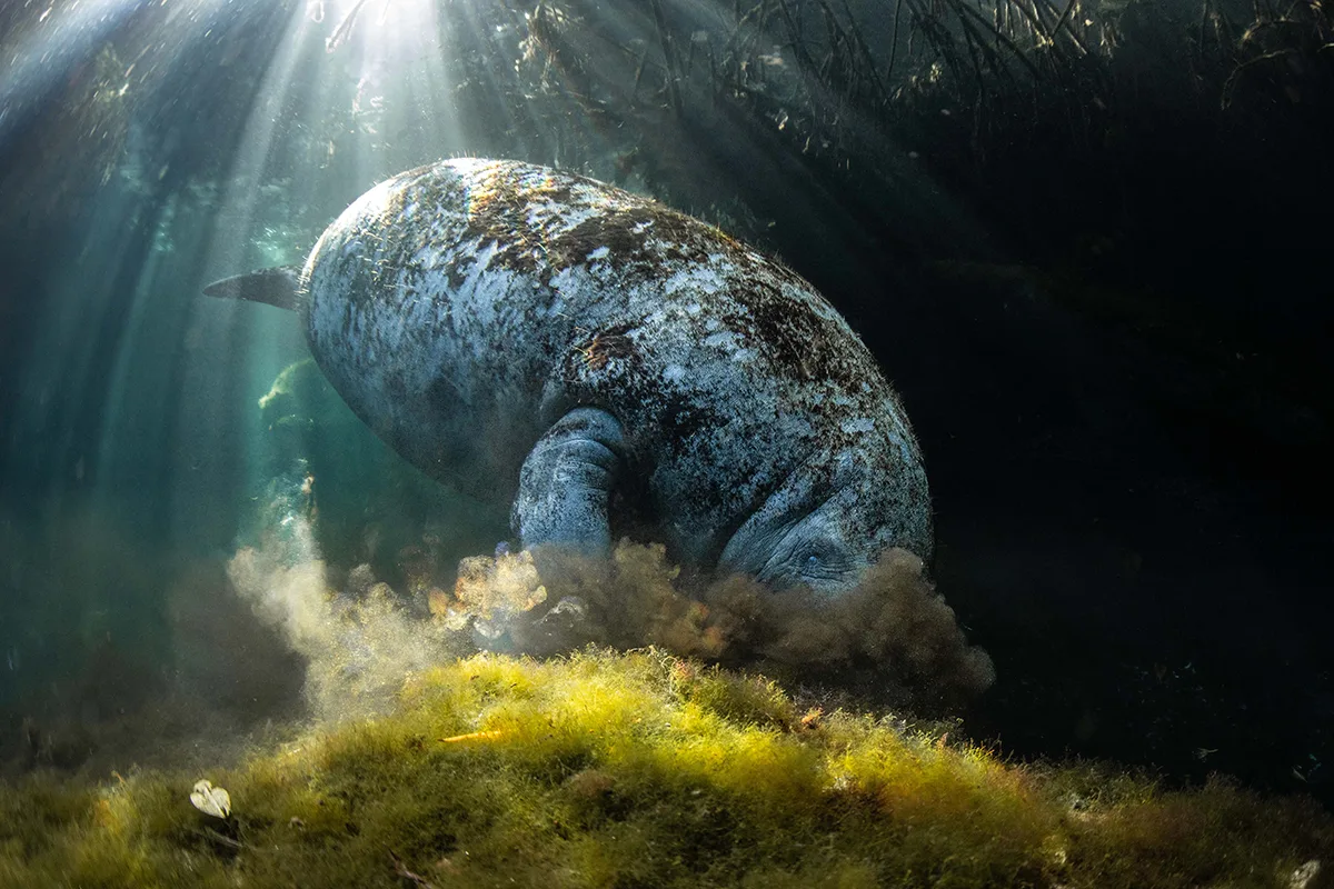 A gentle manatee grazes peacefully underwater, nestled beneath the tangled roots of a mangrove forest.