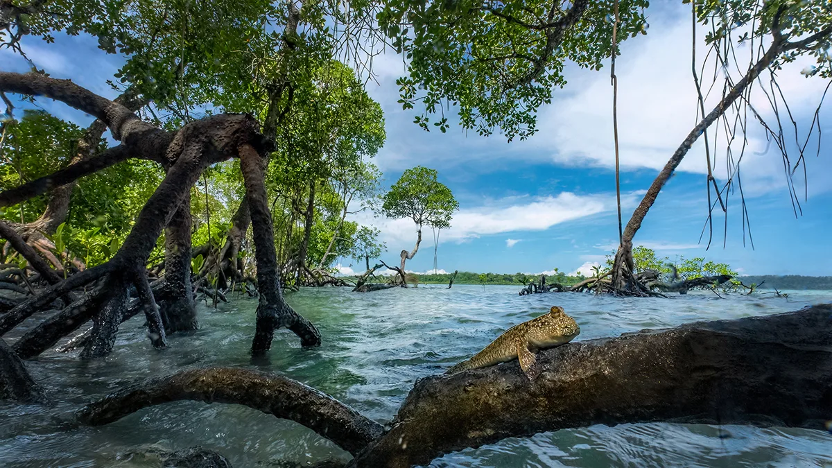 a mudskipper rests between the arching roots of a mangrove tree. 