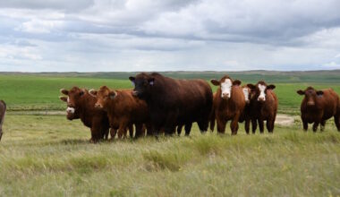 Genetic tools help producers improve replacement heifer selection and profitability - SwiftCurrentOnline.com