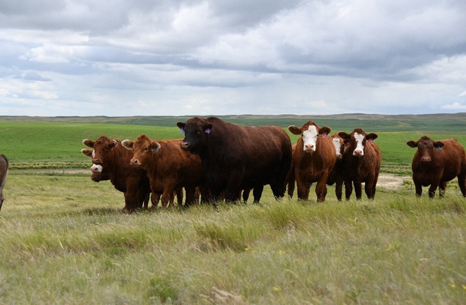 Genetic tools help producers improve replacement heifer selection and profitability - SwiftCurrentOnline.com