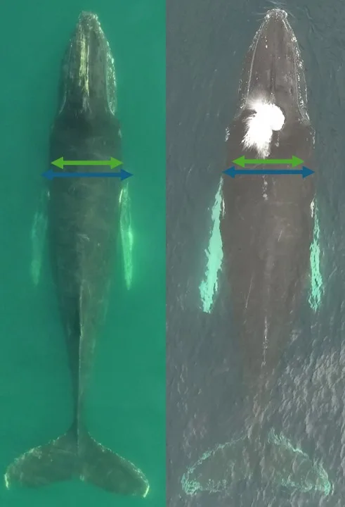 Humpback whale BC change