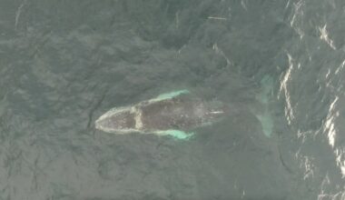 “The equivalent of a single decker bus”: Researchers used drones to measure whales' weight during migration – and were stunned