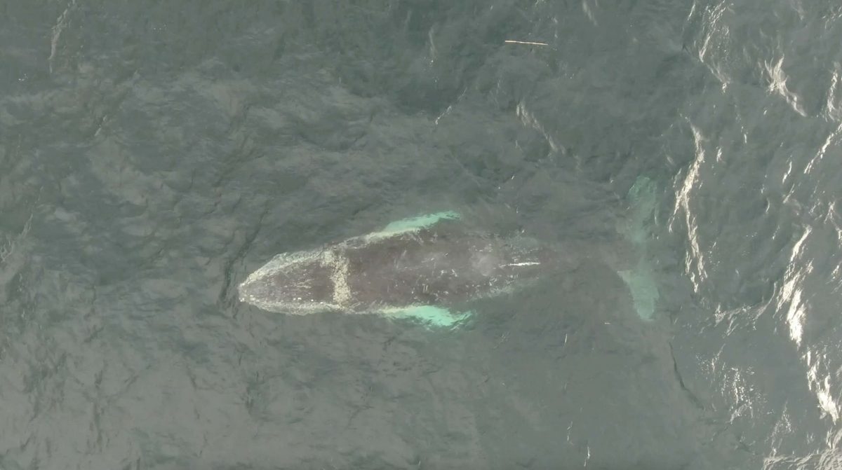 “The equivalent of a single decker bus”: Researchers used drones to measure whales' weight during migration – and were stunned