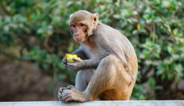 Escaped monkey found for 54th time