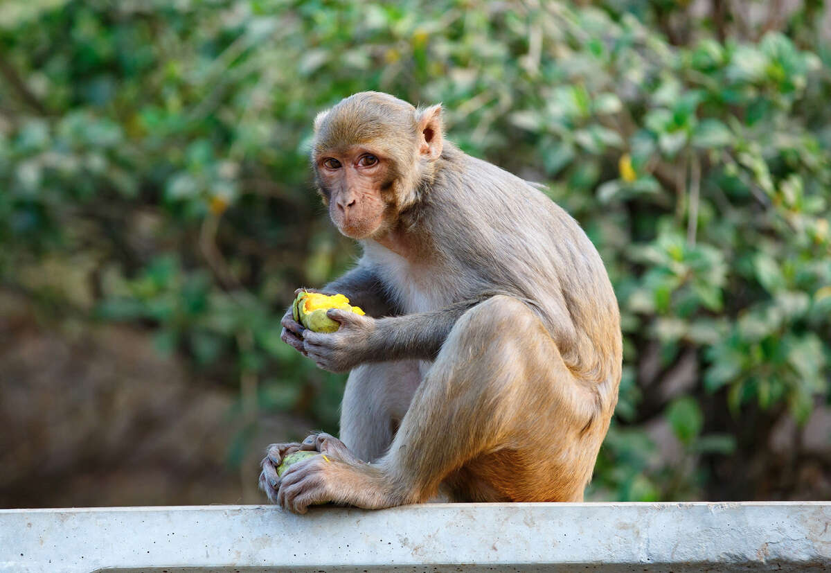 Escaped monkey found for 54th time