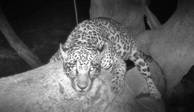 Trail cameras catch jaguars in Brazil acting just like house cats – and scientists are using the behaviour to protect them