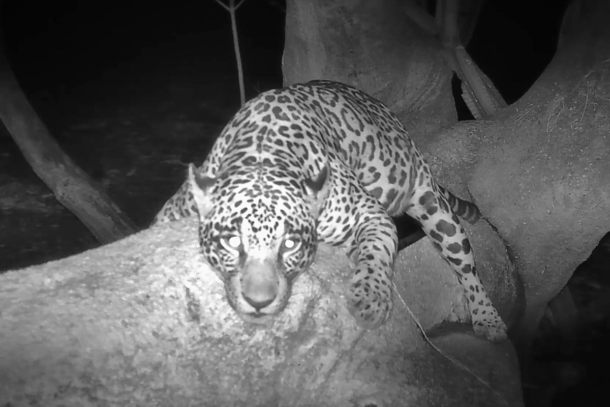 Trail cameras catch jaguars in Brazil acting just like house cats – and scientists are using the behaviour to protect them