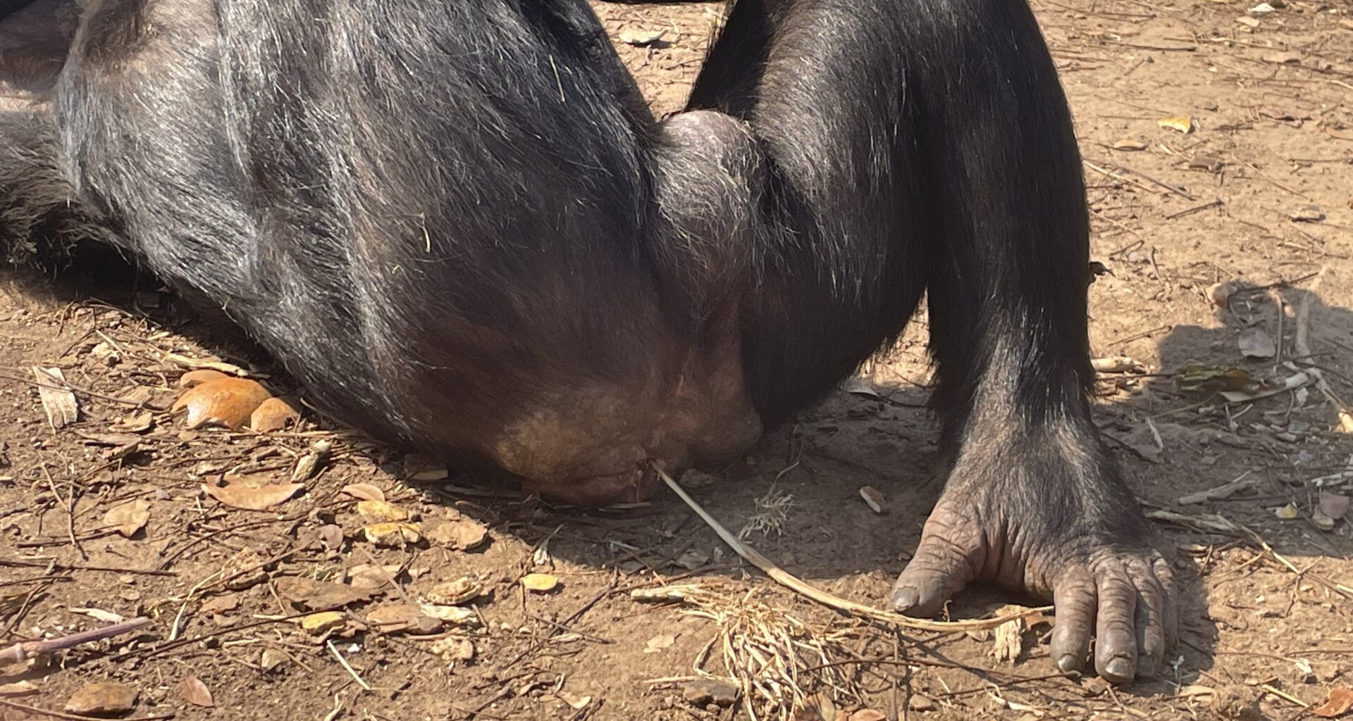 Innovation Strikes In The Field Of Chimpanzee Rectum Adornment