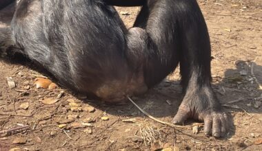 Innovation Strikes In The Field Of Chimpanzee Rectum Adornment