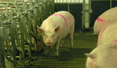 Pigs mill about in a barn.