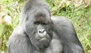 Smallest gorilla group thrives in its own unique way