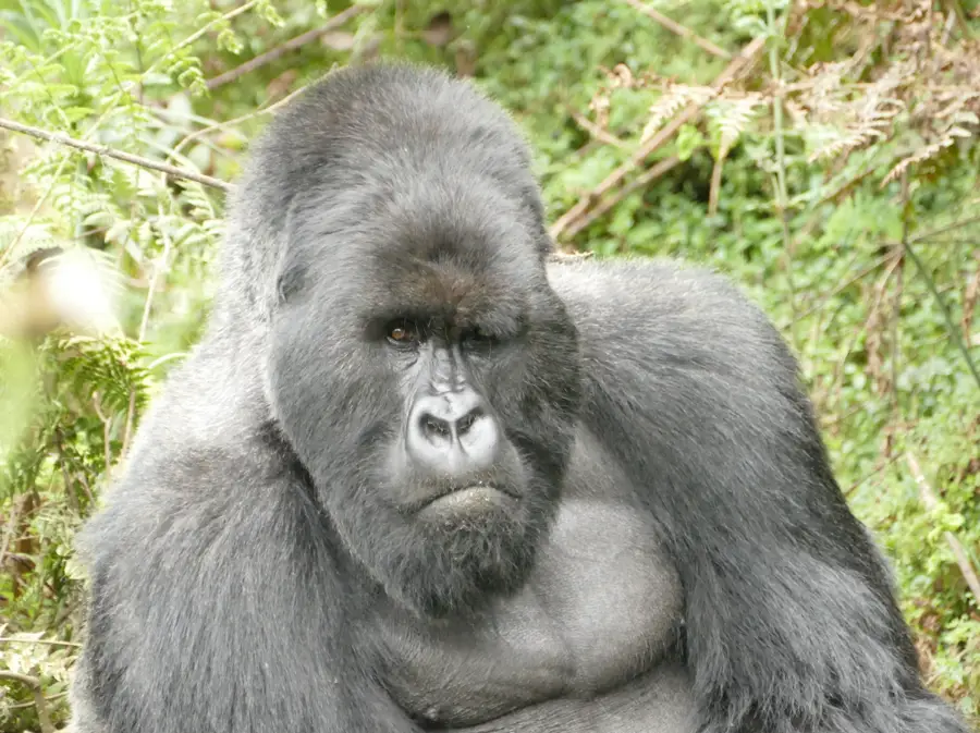 Smallest gorilla group thrives in its own unique way