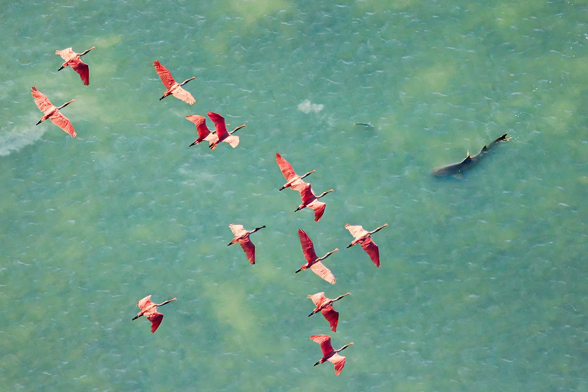 A flock of Roseate Spoonbills glide over a lemon shark hunting mullet in the shallow, turquoise waters of Florida Bay.