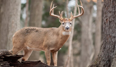 3 Hard Truths About Mature Bucks Most Hunters Don’t Understand