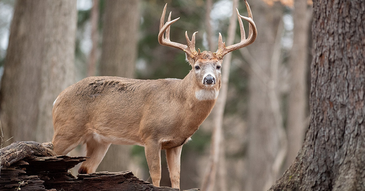 3 Hard Truths About Mature Bucks Most Hunters Don’t Understand