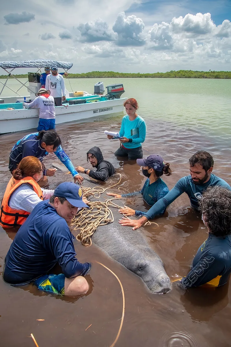 A group of people caring for and studying a manatee in the shallows.