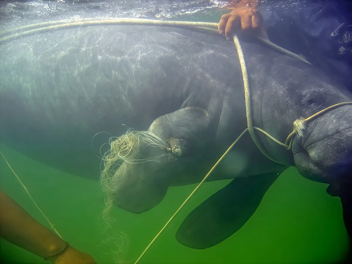 Underwater shot of a manatee tangled in fishing line. hands of conservationists are helping. 