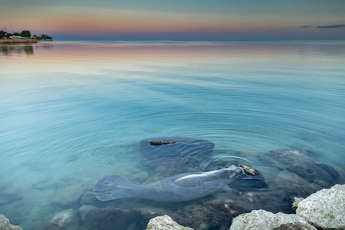 Manatee resting by some rocks in blue waters.