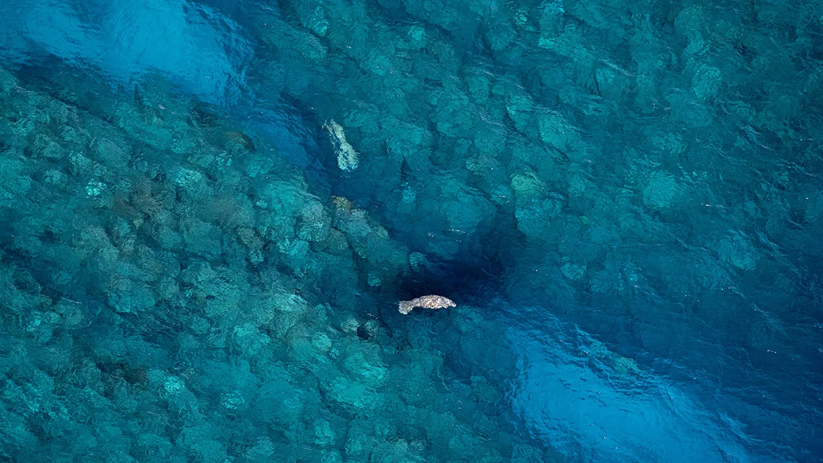 aerial view of deep blue shallows with manatees swimming.