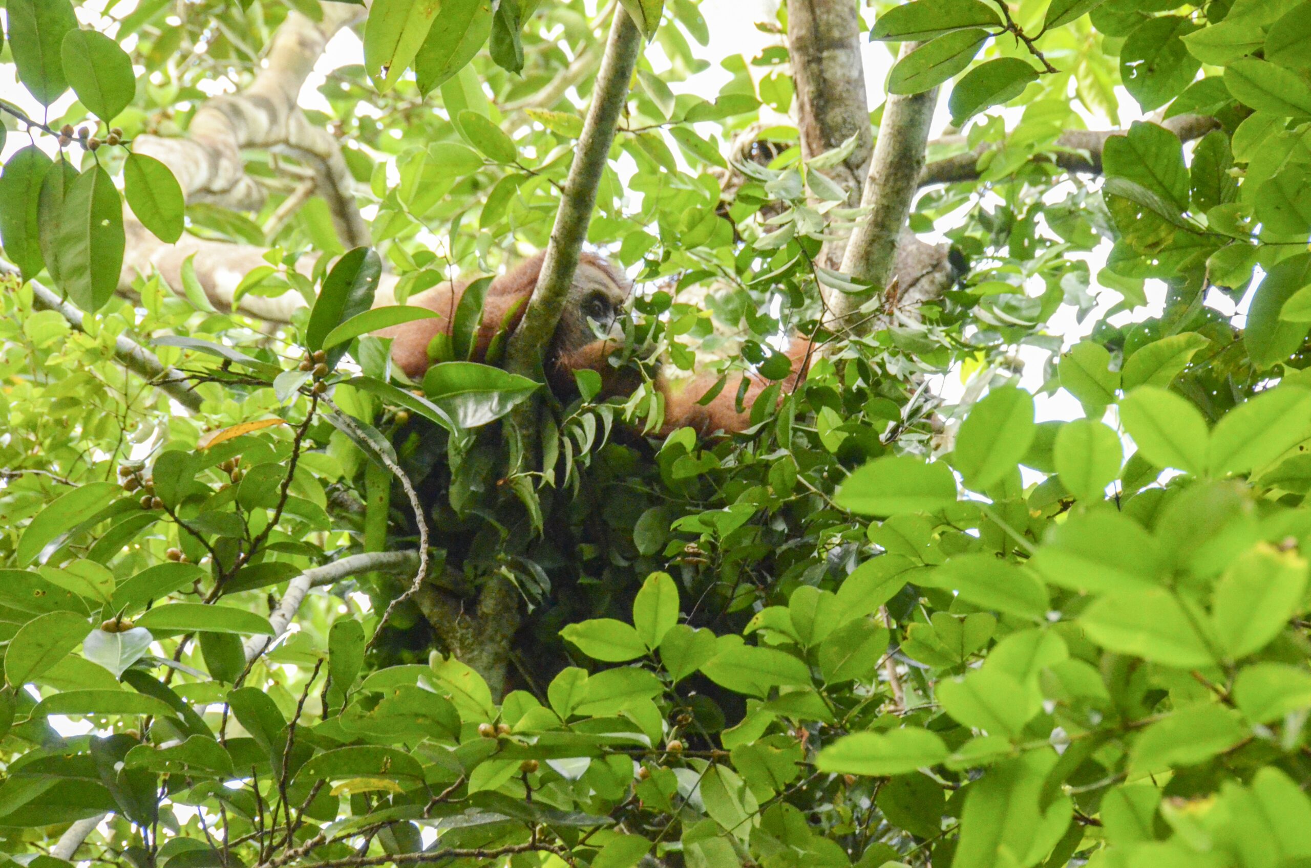 Sumatran orangutan in a nest