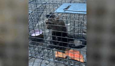 Third loose monkey captured — NEPA