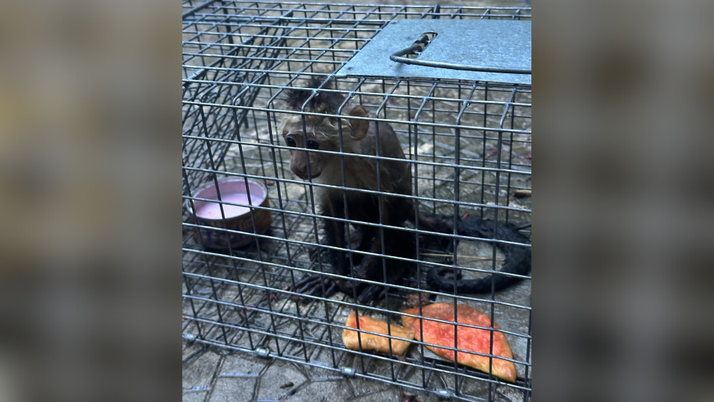 Third loose monkey captured — NEPA