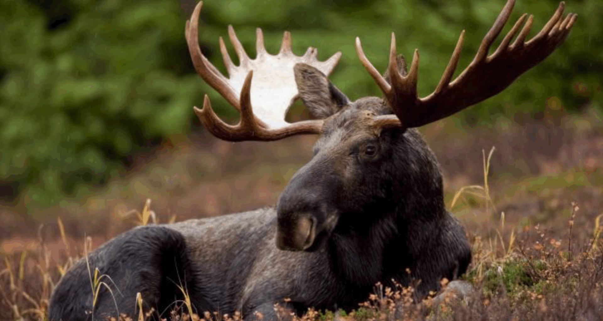 'Find some respect for endangered species that share this province with humans': Nature Nova Scotia pens letter to premier - Halifax Examiner