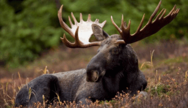 'Find some respect for endangered species that share this province with humans': Nature Nova Scotia pens letter to premier - Halifax Examiner