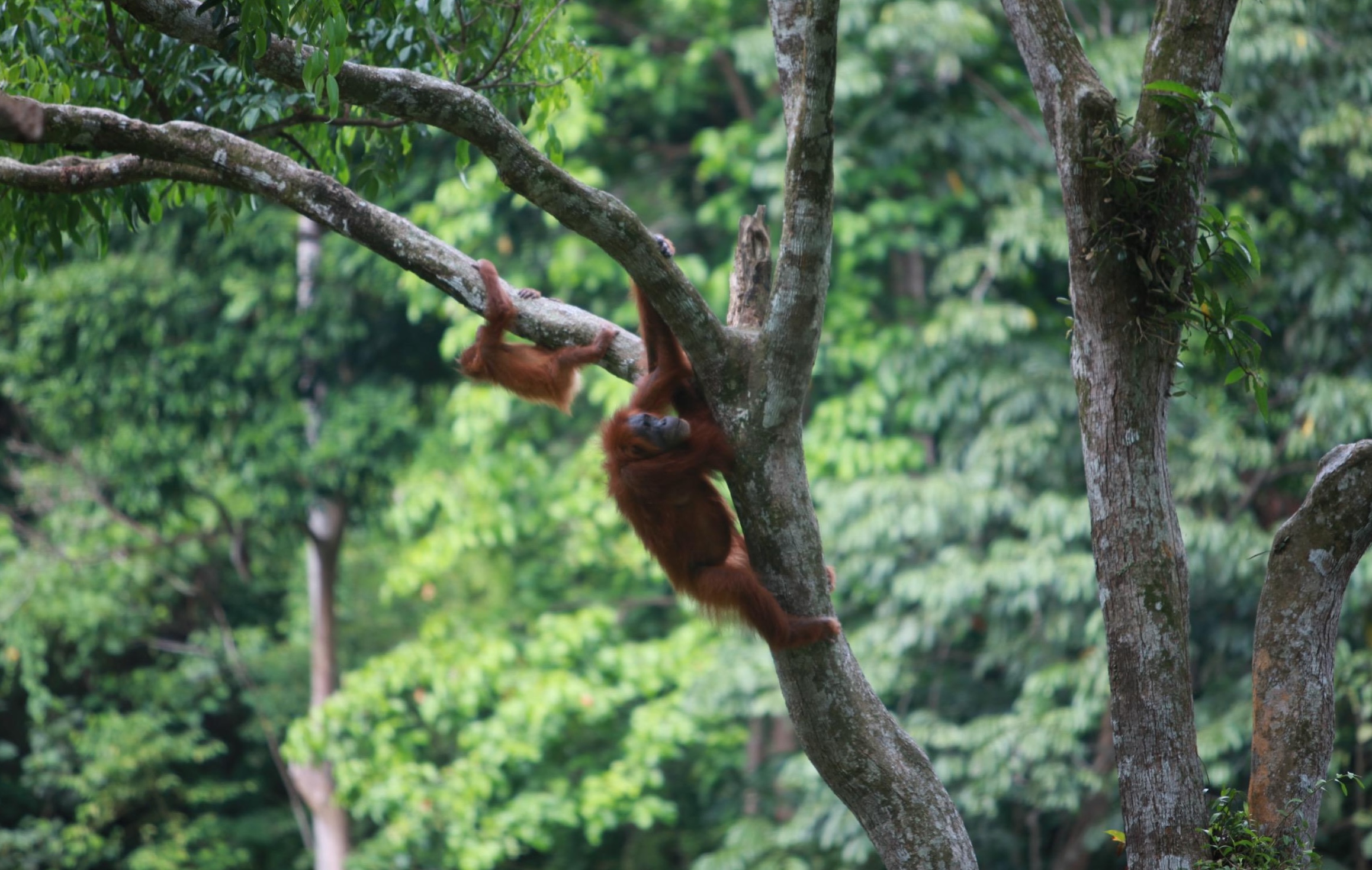 A mother and baby orangutan