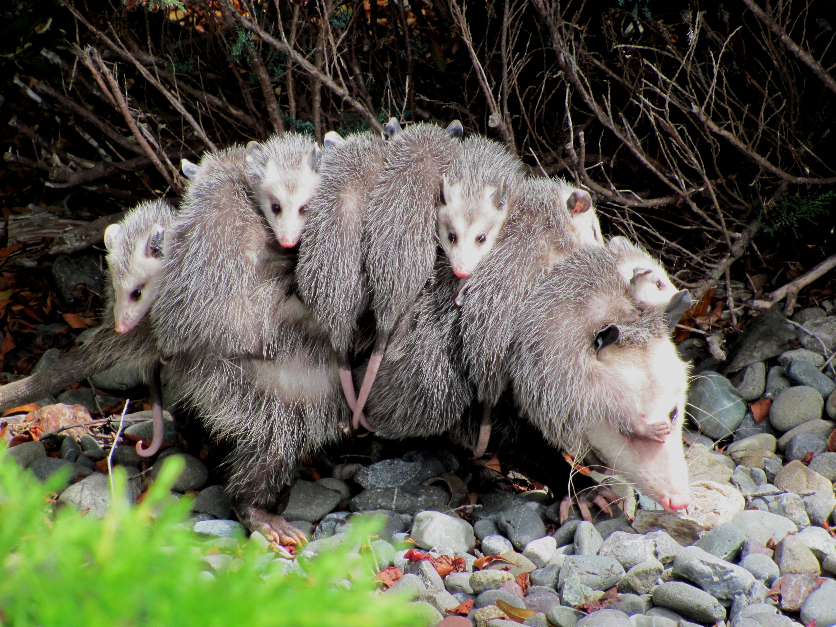 Virginia opossum mother with nine young on her back.